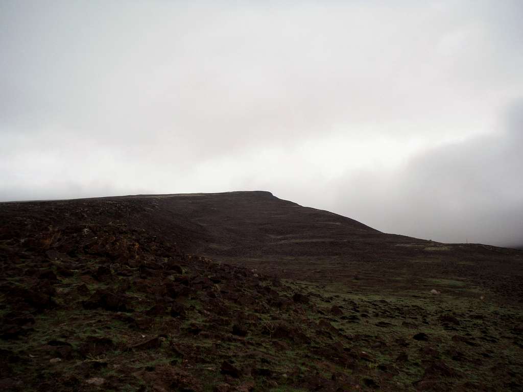 Looking up Skyline Ridge