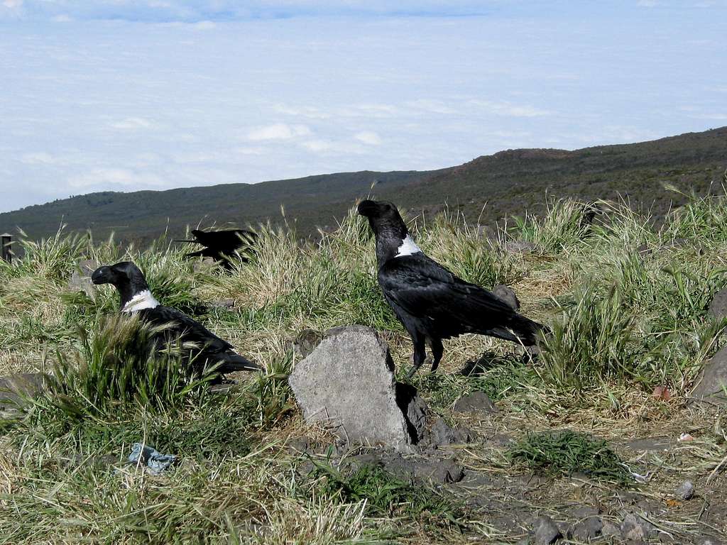 white-necked ravens
