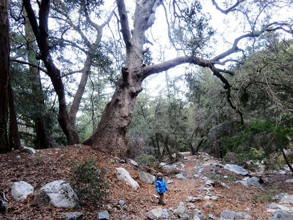 Big Oak along the trail