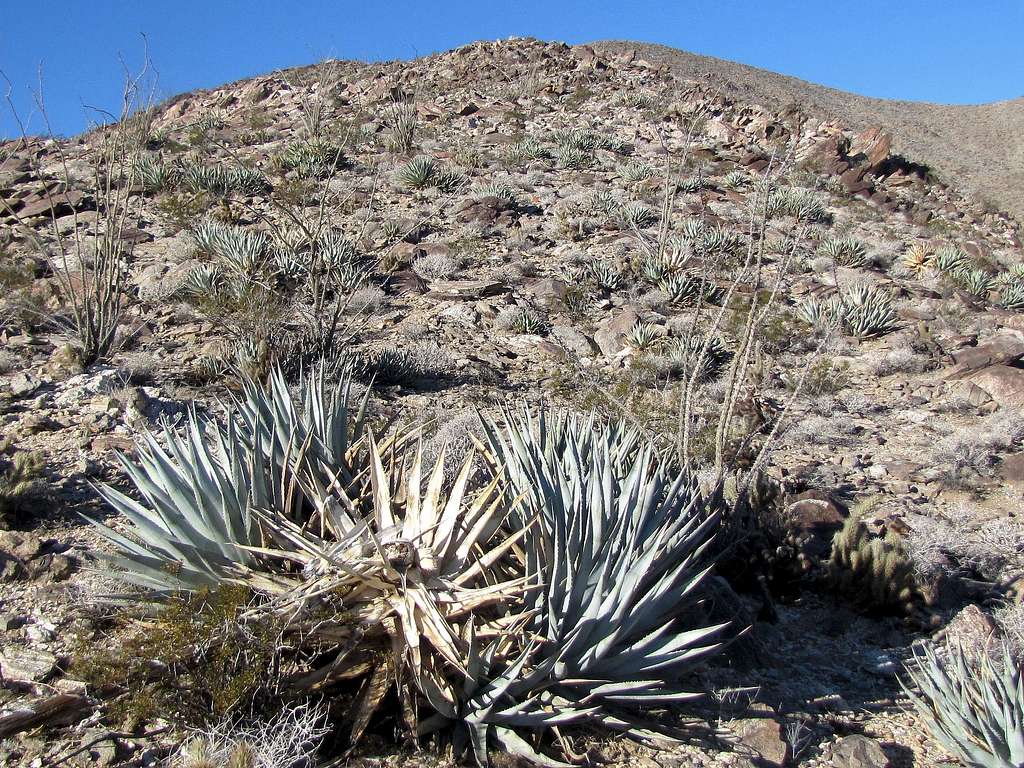 Abundant Cacti above 2300 ft