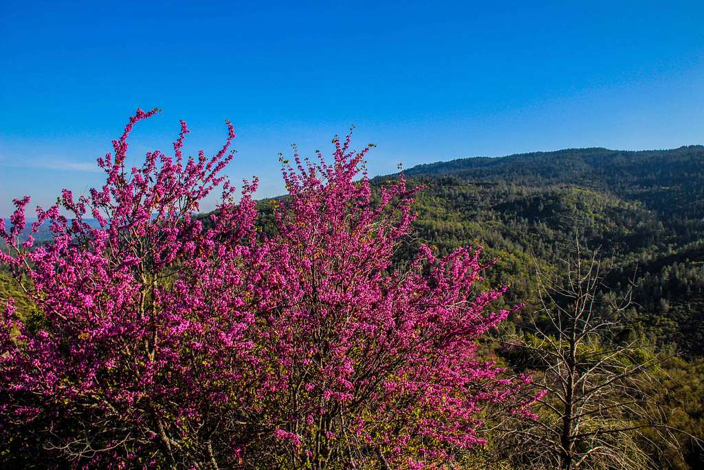 Spring blooms below Boggs Mountain