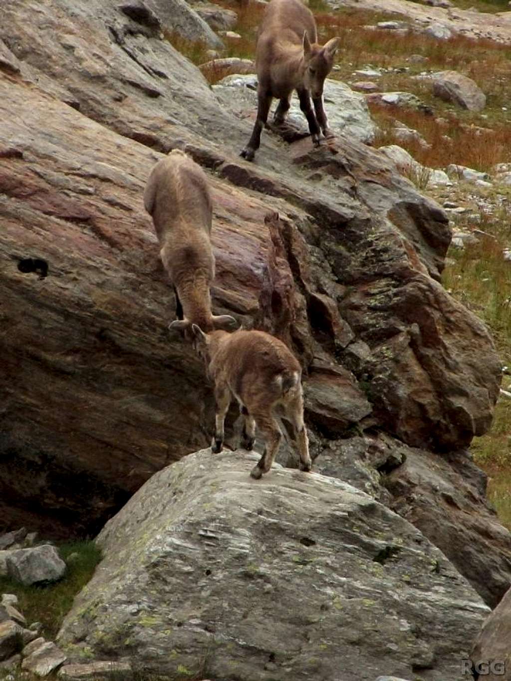 Young chamois testing their strength (3/3)