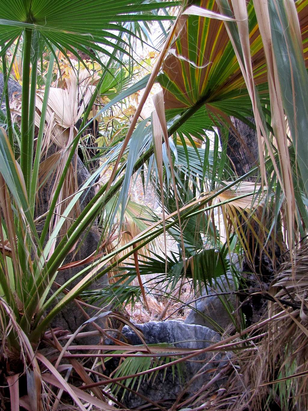 Bushwhacking among the palms