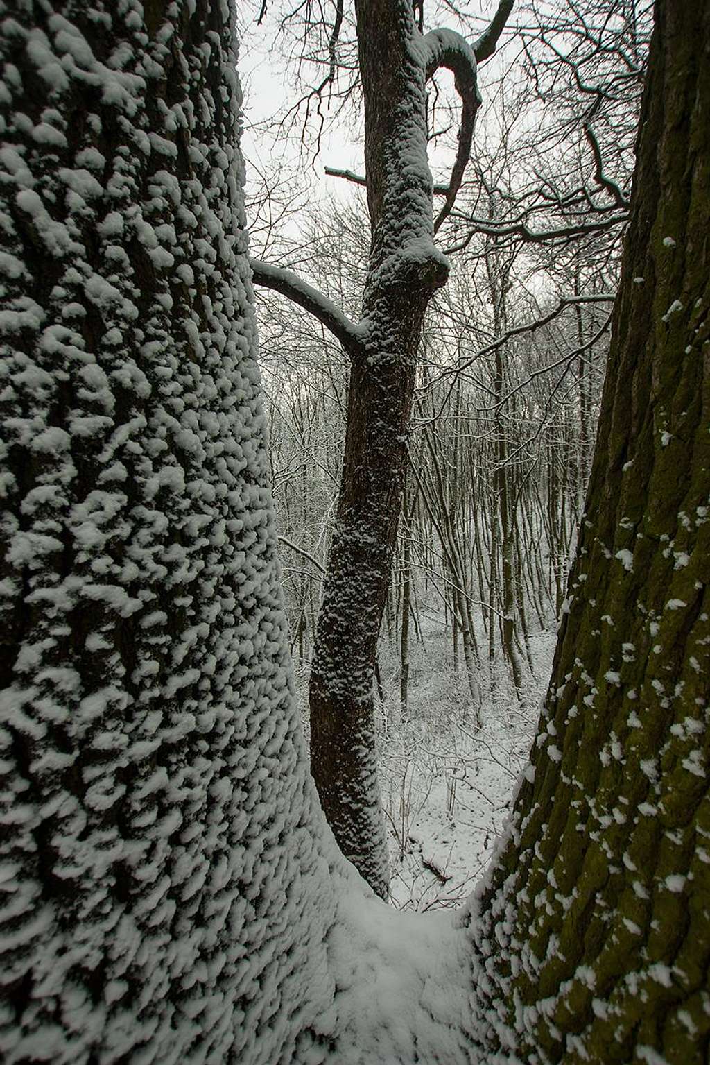 Subcarpathian winter