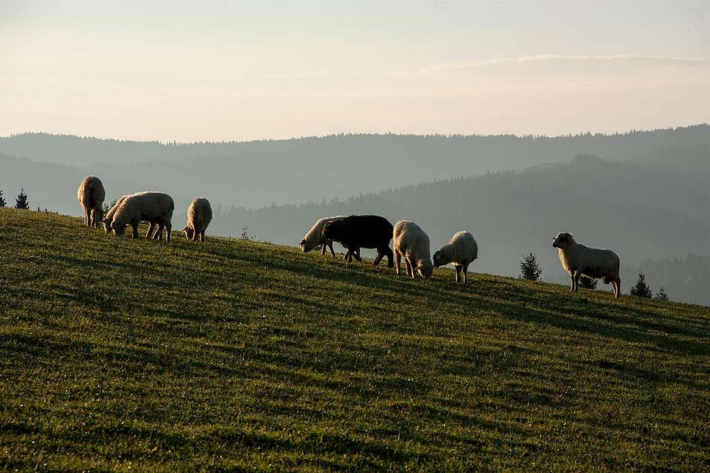 Sheep over Lapszanka
