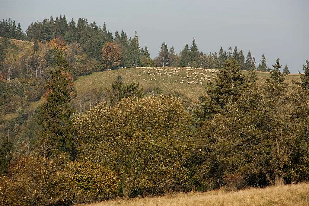 Sheep over Magurske Sedlo