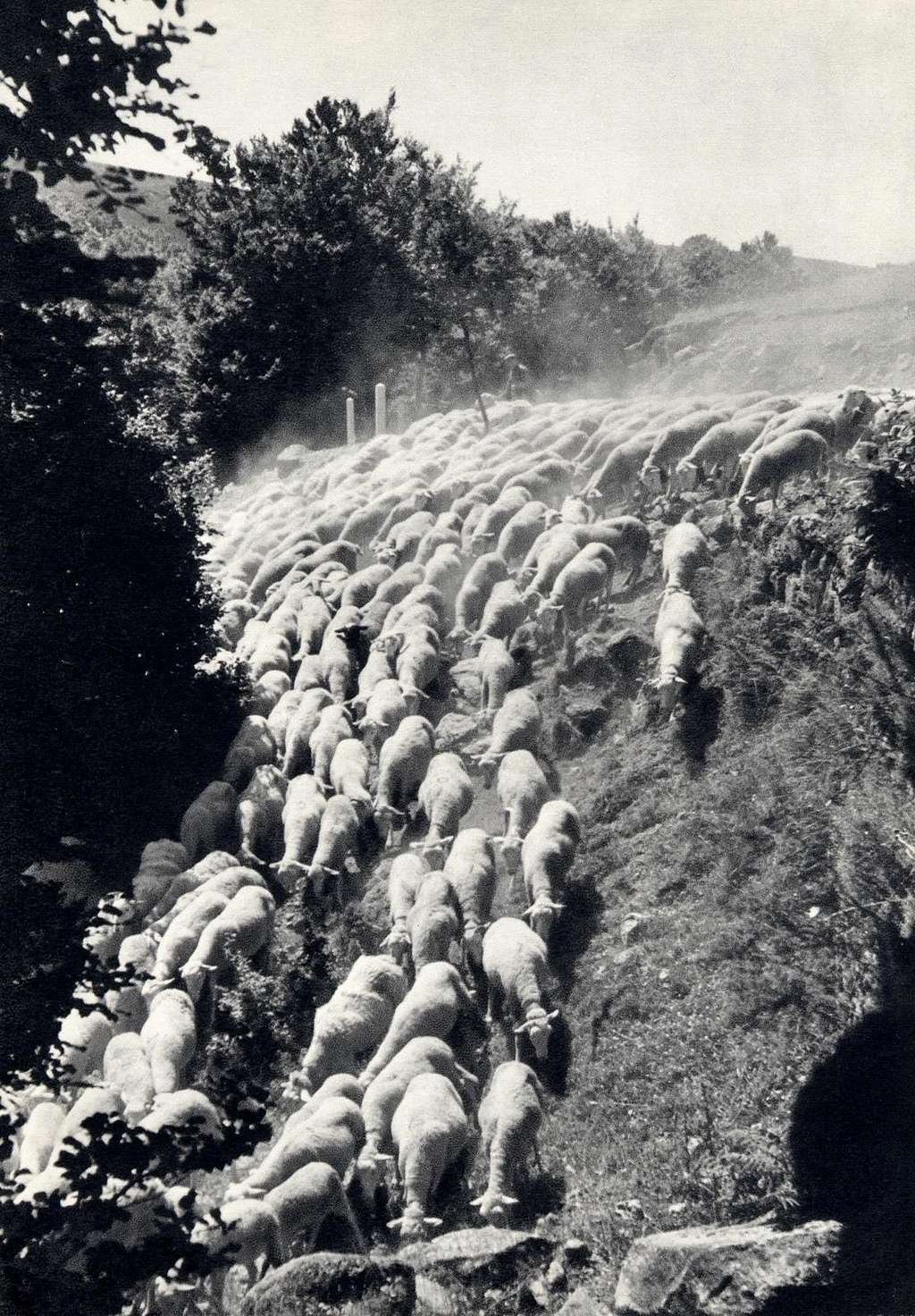 Transhumance