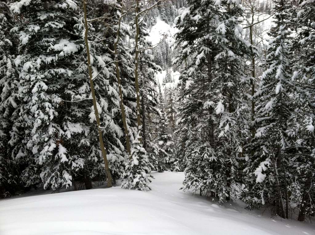 More Pow past the Alta Chutes, Beaver Creek, Colorado