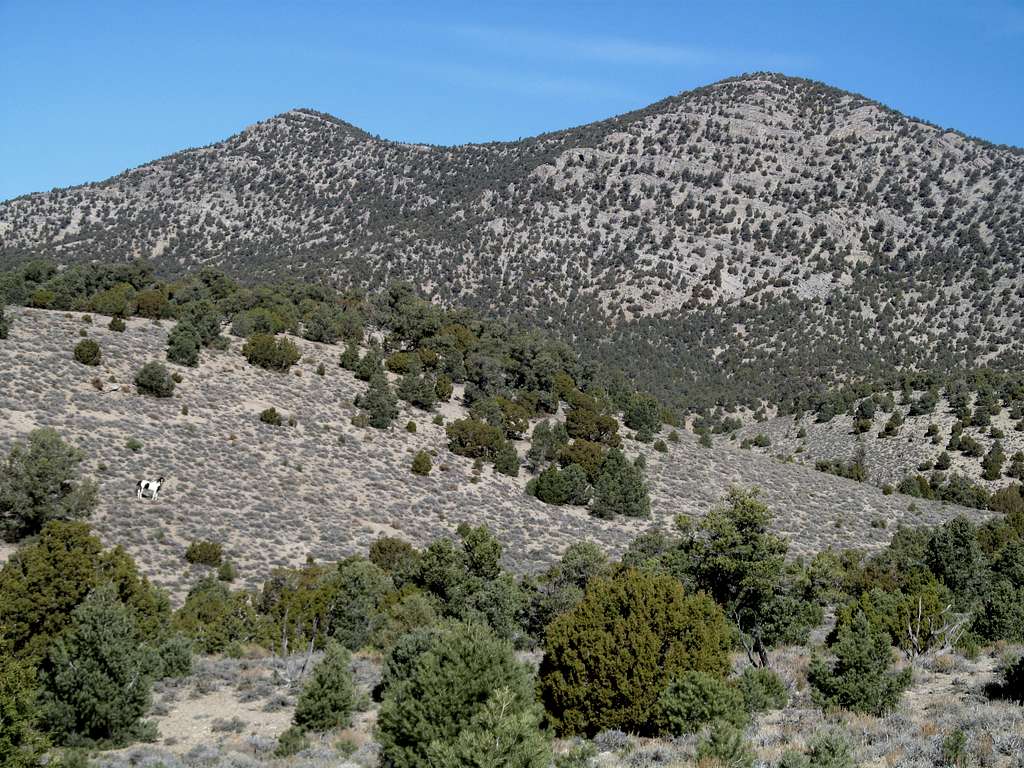 wild horse below Conger