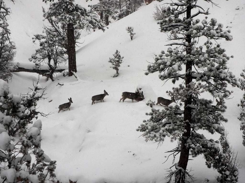 Bryce Canyon in winter -7