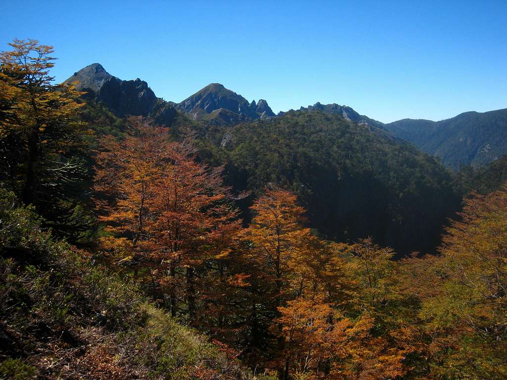 Fall foliage in early March