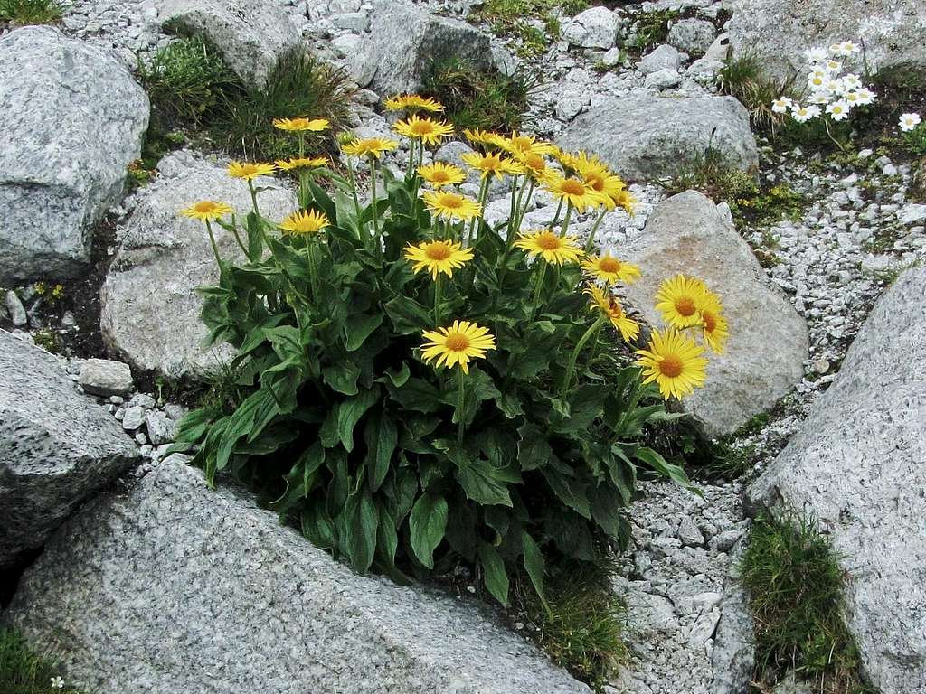 Doronicum, an alpine pioneer