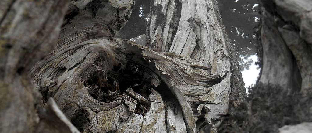 Dead Bosnian Pine