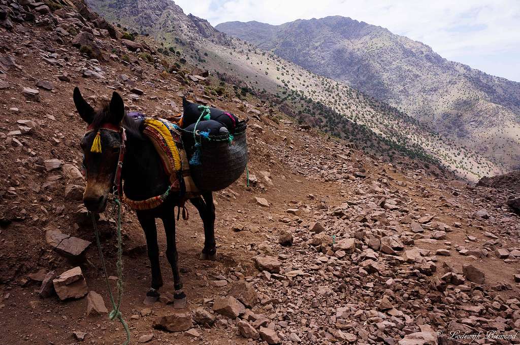 A mule on route above Chamharouch