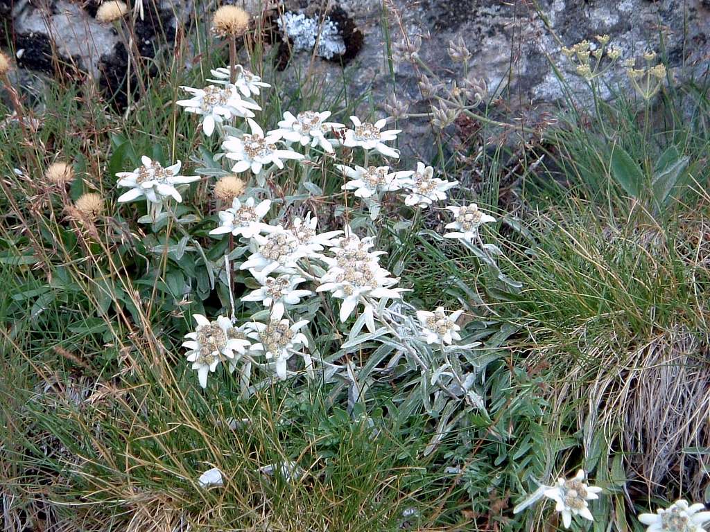 Leontopodium alpinum along the trail to Pointe des Cerces