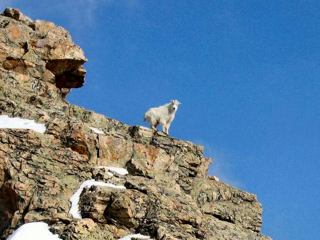 Mountain Goat on Guert's Ridge