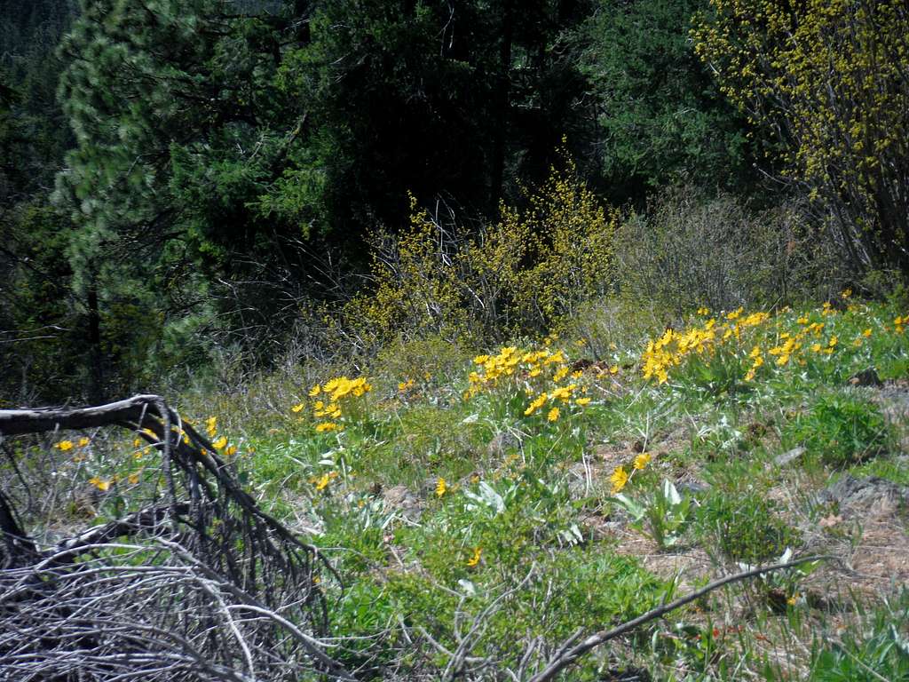 Balsamroot on the slope