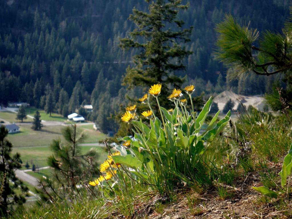 Balsamroot on the slopes