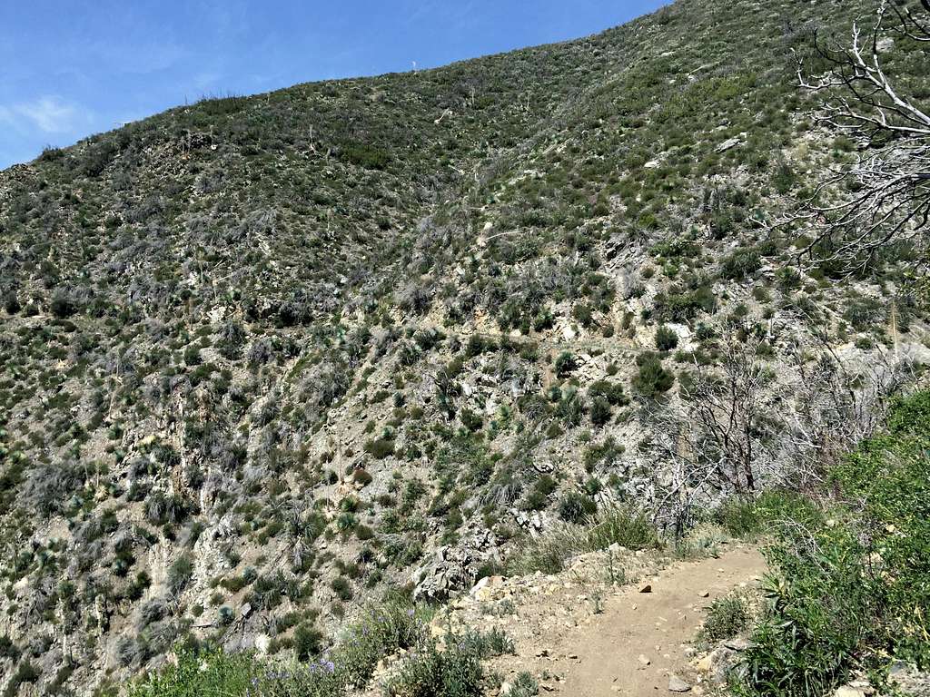Strawberry Peak Trail