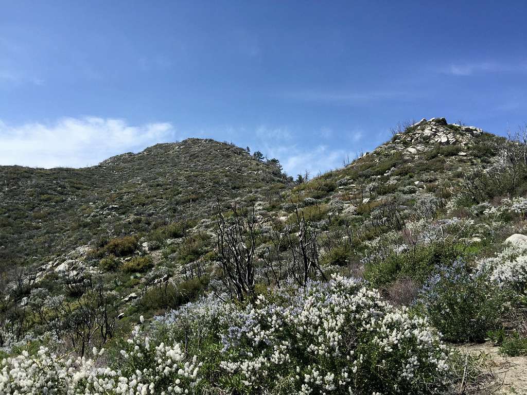 Wildflowers along east ridge of Strawberry Peak