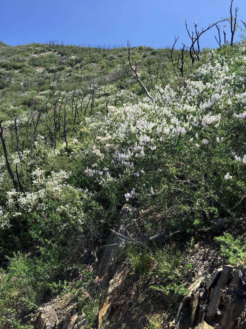 Wildflowers on trail to Strawberry Peak