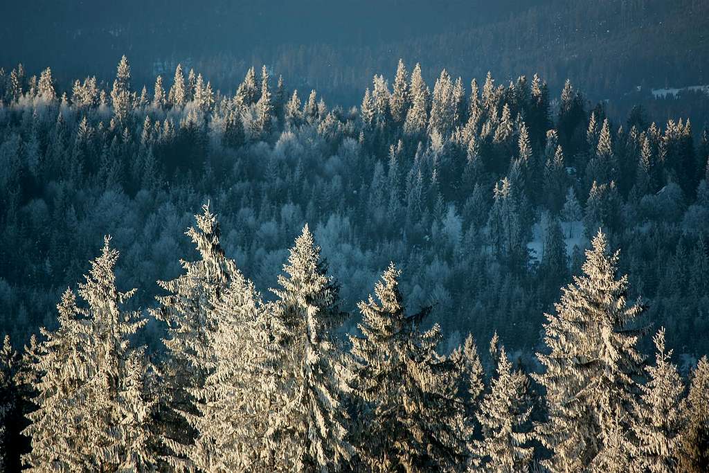 Tatra forest in morning sun