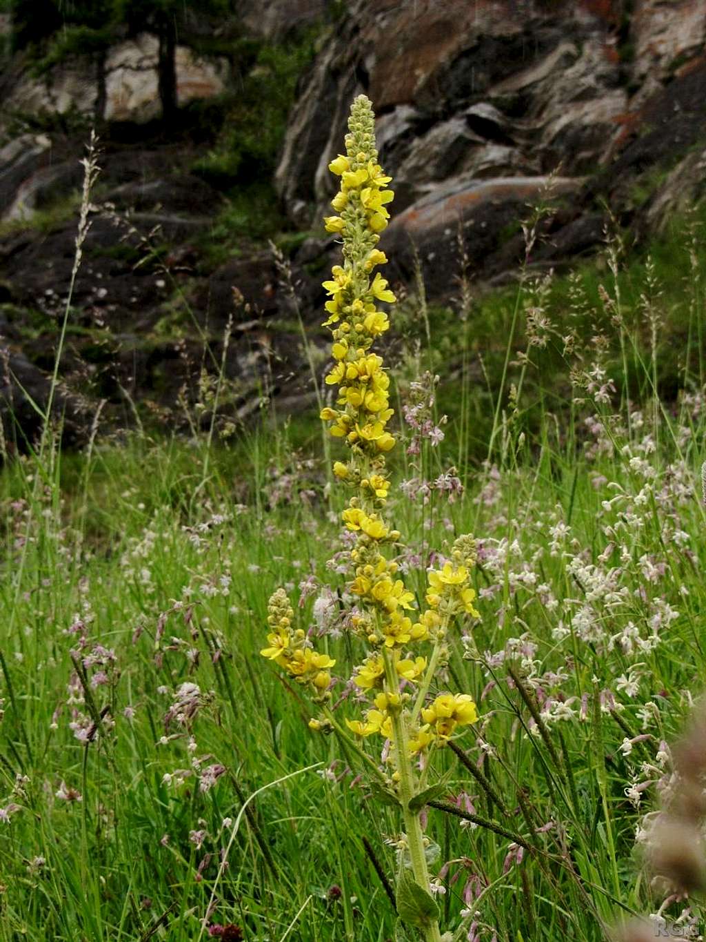 Great mullein (<i>Verbascum thapsus</i>)