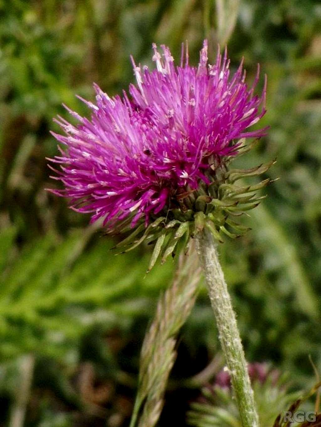 Alpine Thistle (<i>Carduus defloratus</i>)