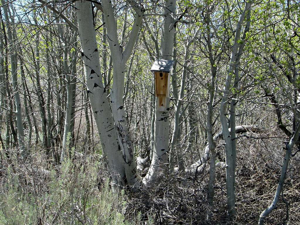 Aspen grove birdhouse