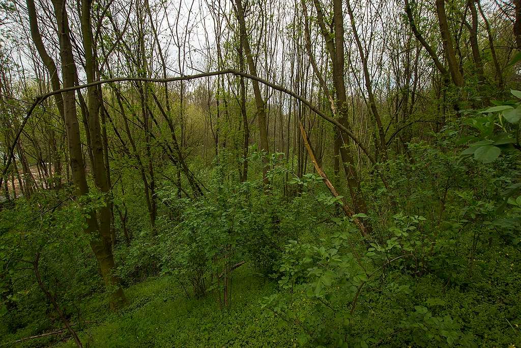 Lisia Gora beech forest