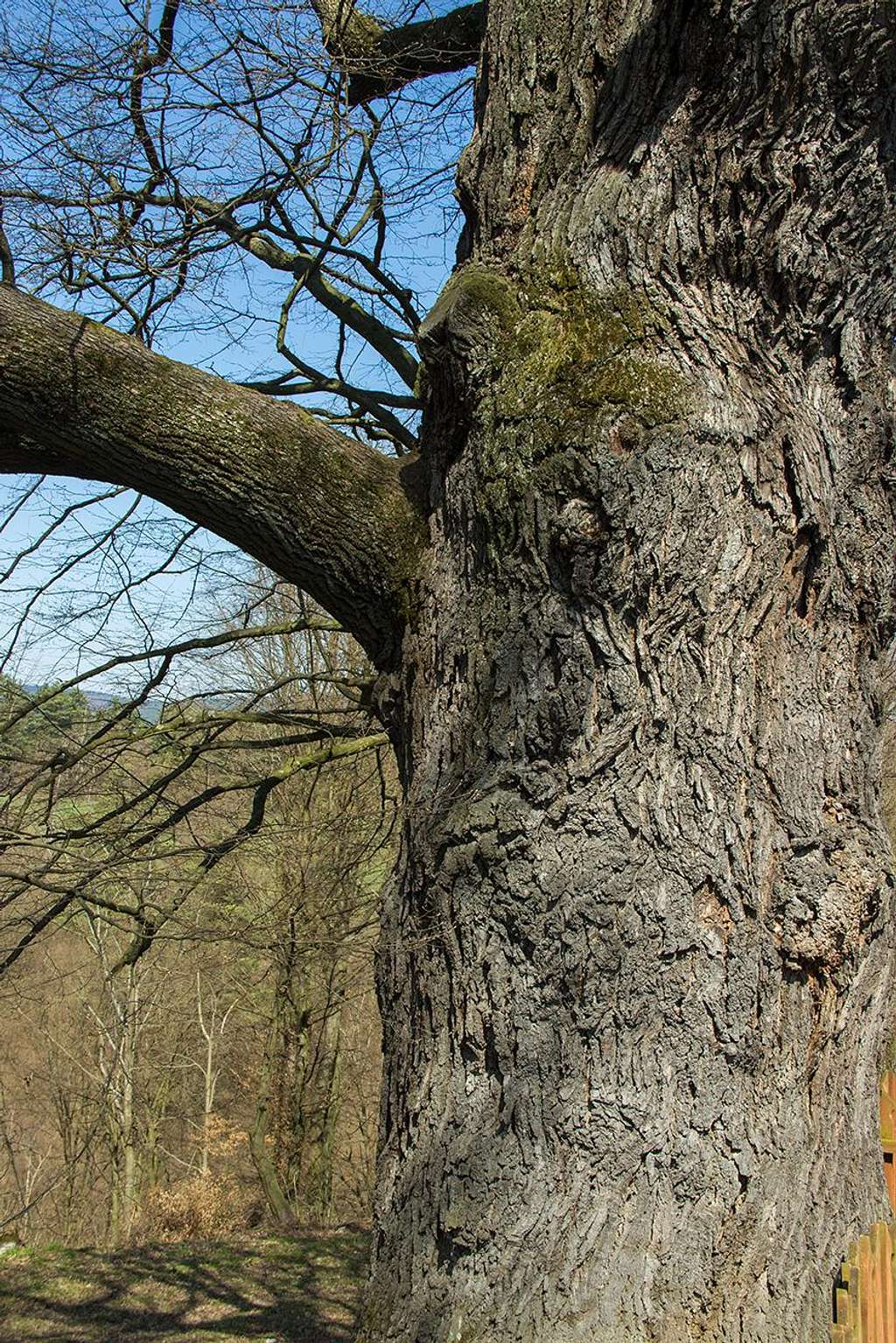250 year old oak tree