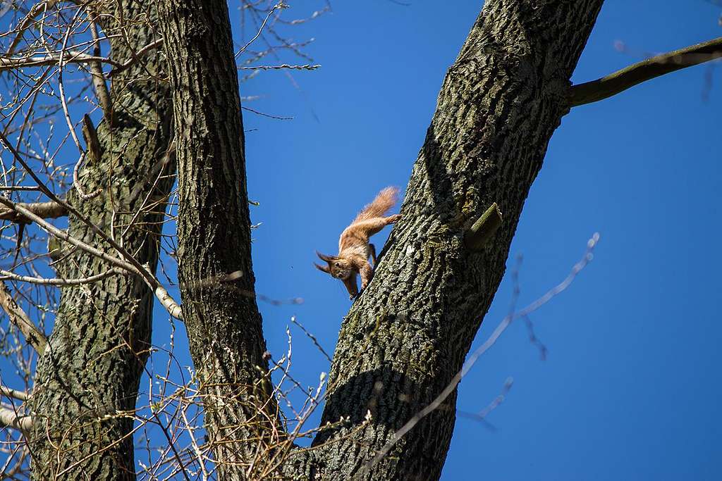 Lisia Gora's squirrel