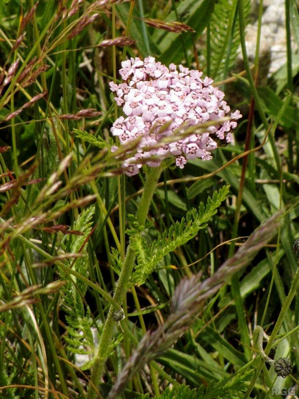 <i>Ligusticum ...</i>?