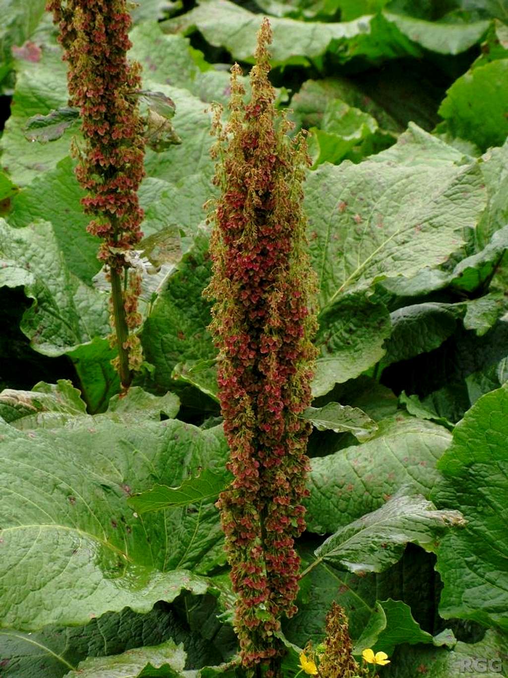 Munk's rhubarb (<i>Rumex alpinus</i>)