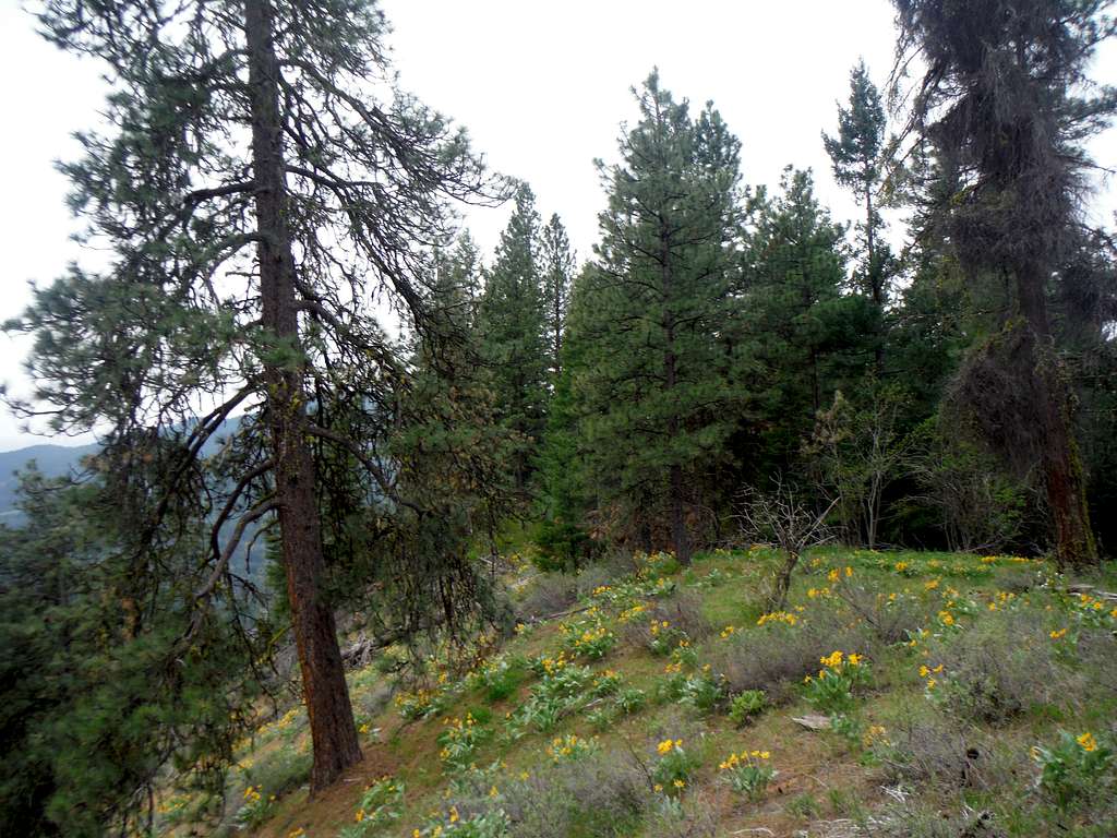 More slopes of Balsamroot