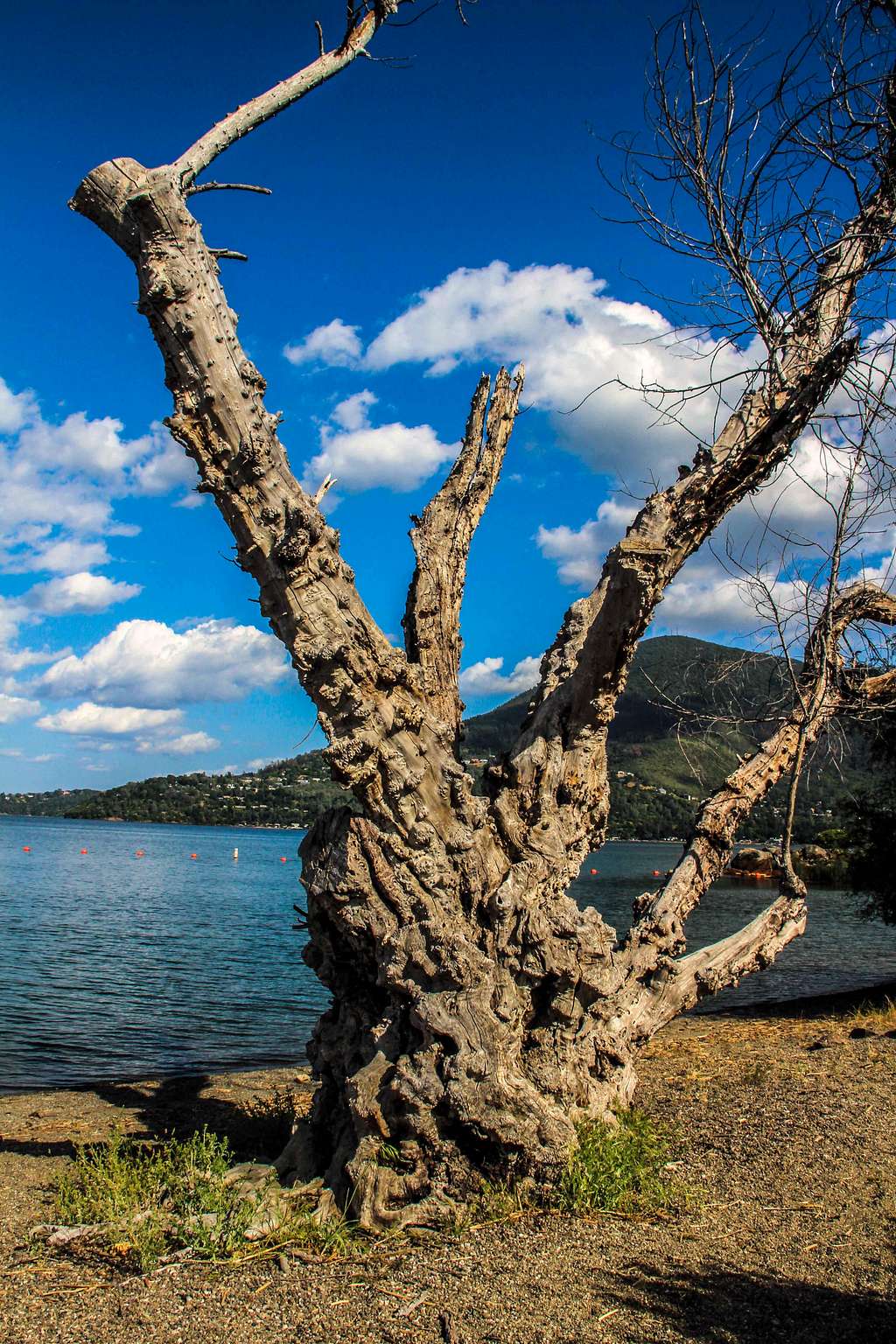 one gnarly tree.