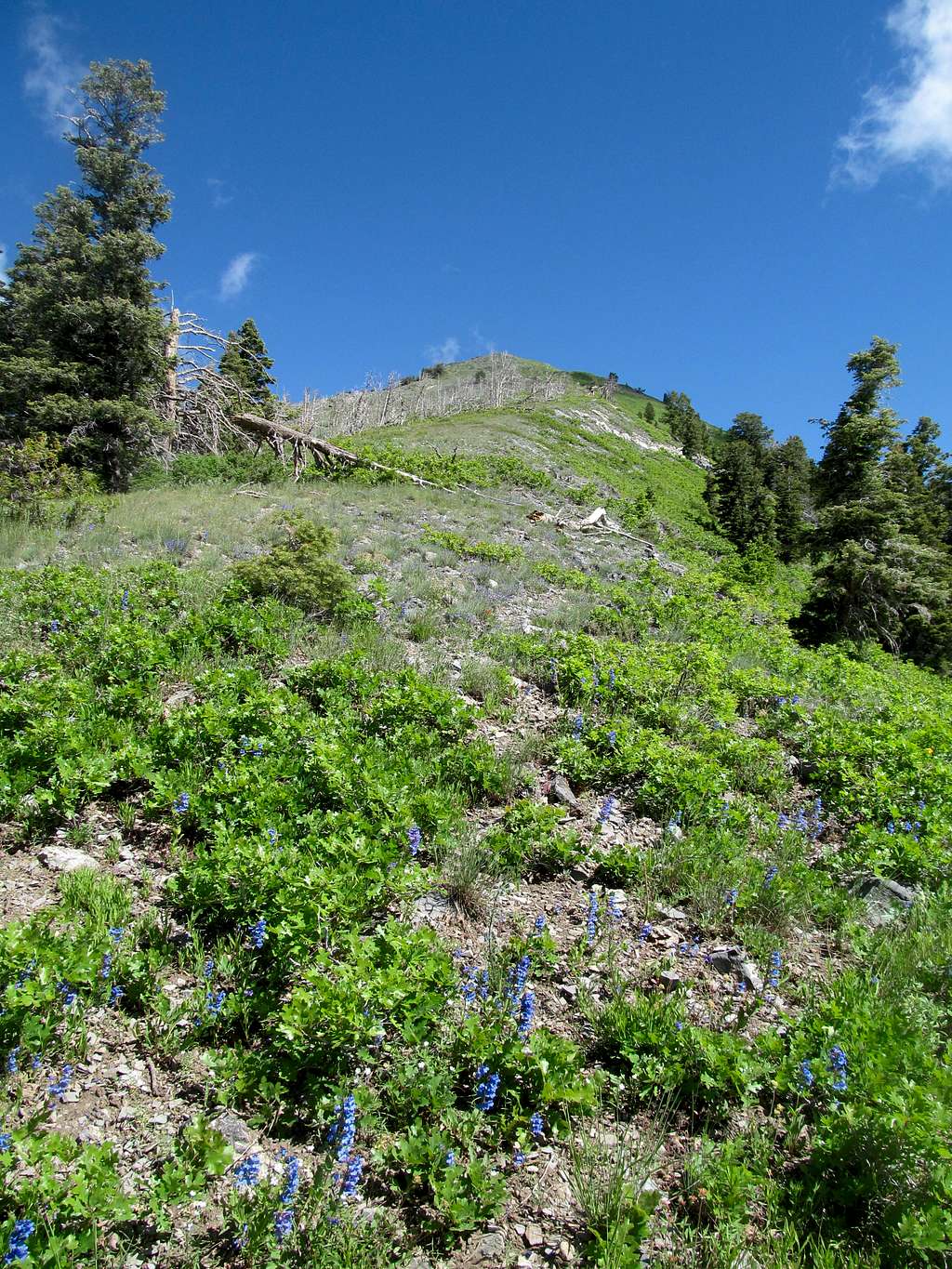 up Dry's south ridge