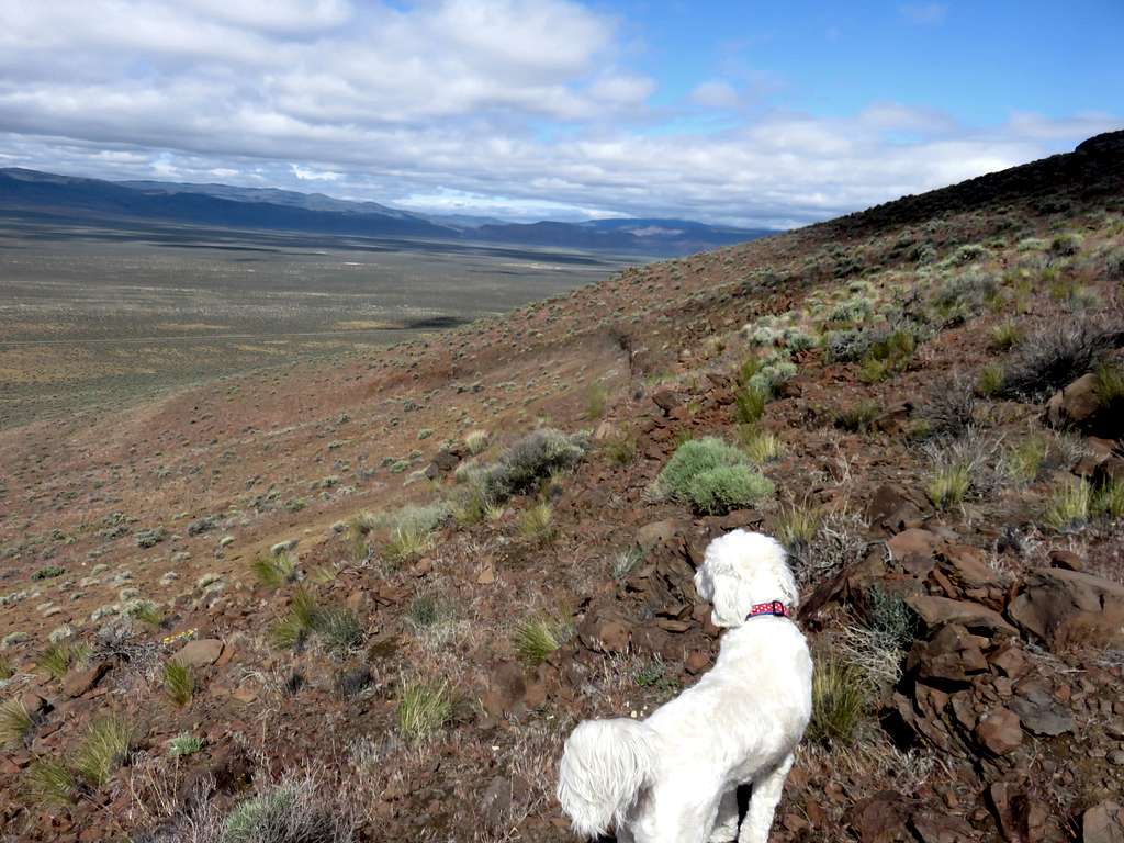 Tahoe (the dog) viewing the northwestern Nevada desert