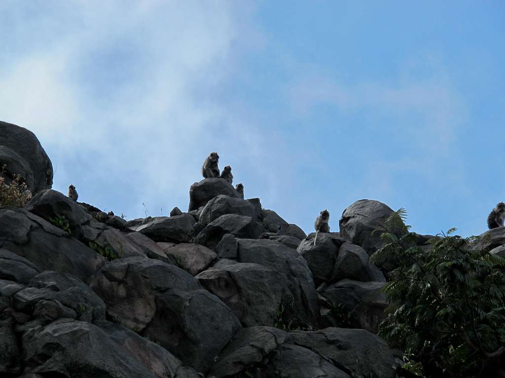 Mt. Agung monkeys at the junction with the southern trail