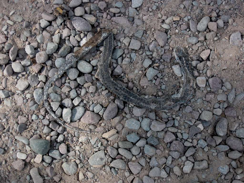 Other dead snake