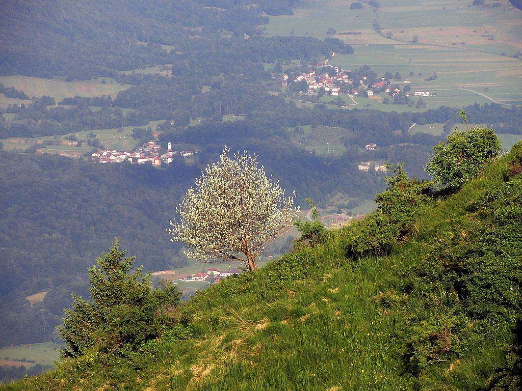 A tree on Planica ridge