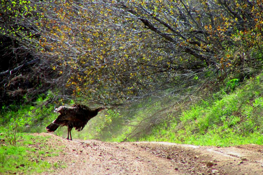 Utah Wild Turkey