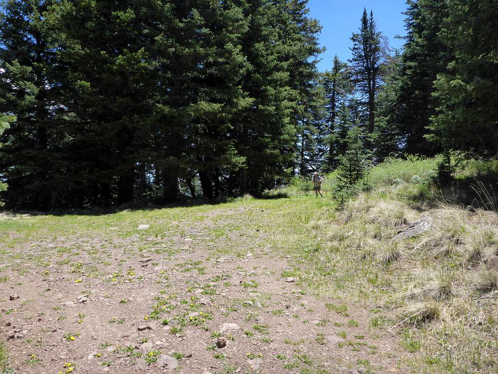 Small meadow at trail junction