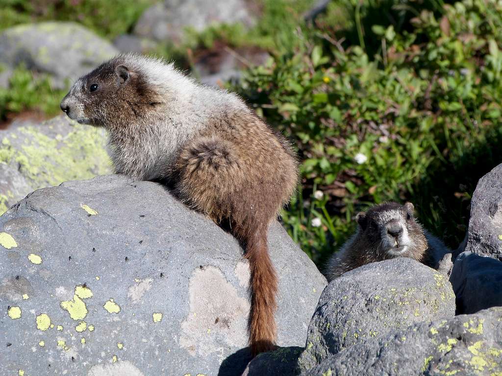 Marmots on Baker