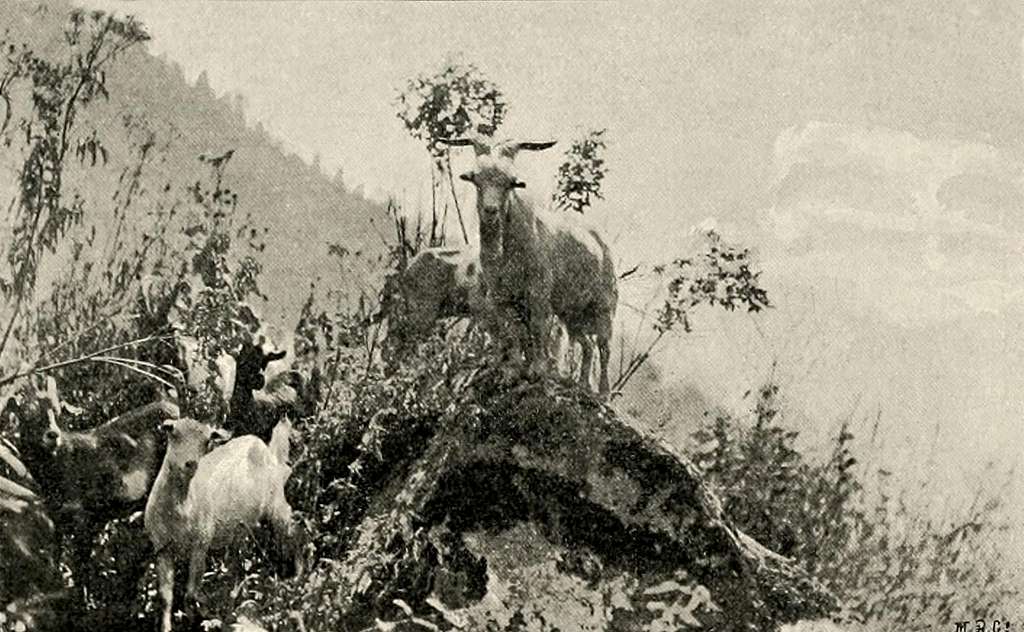 Caucasian goats
