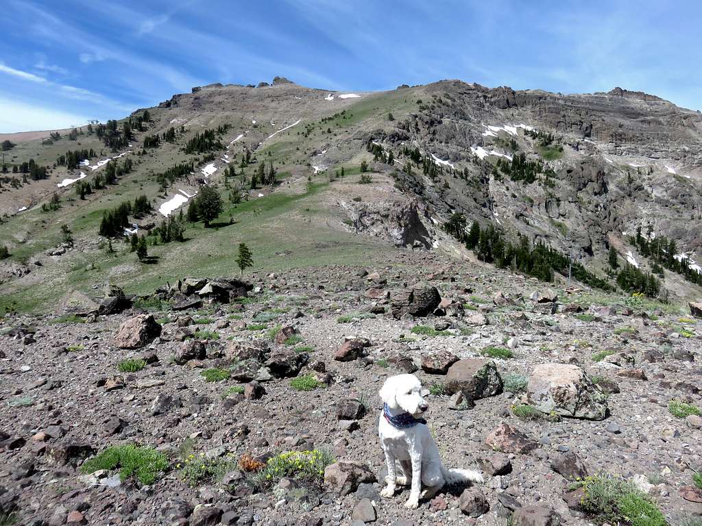 Tahoe (the dog) below the east ridge route on Thimble Peak