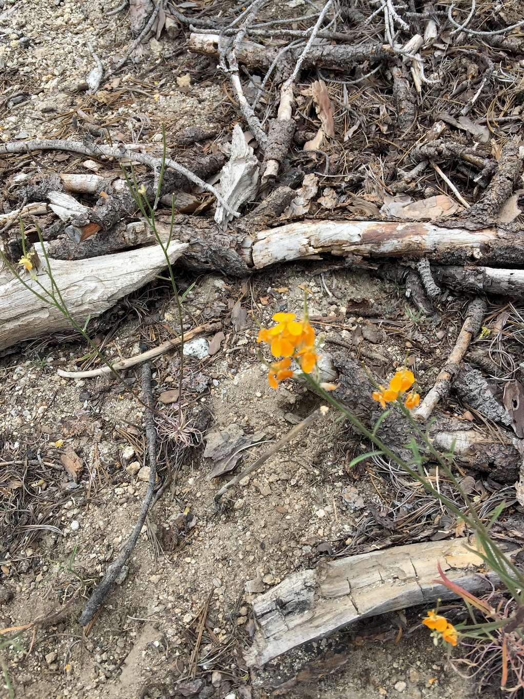 Wallflowers on Black Mountain Trail