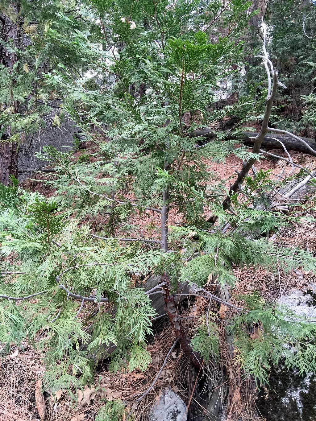 Cedar tree on Black Mountain
