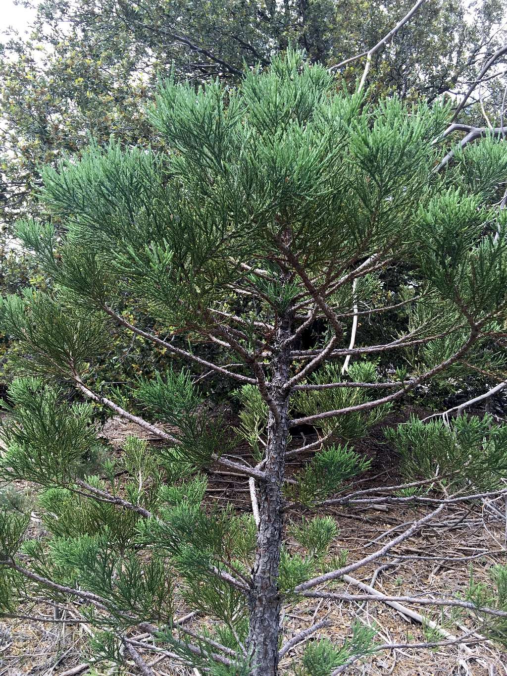 Young Juniper Tree on Black Mountain