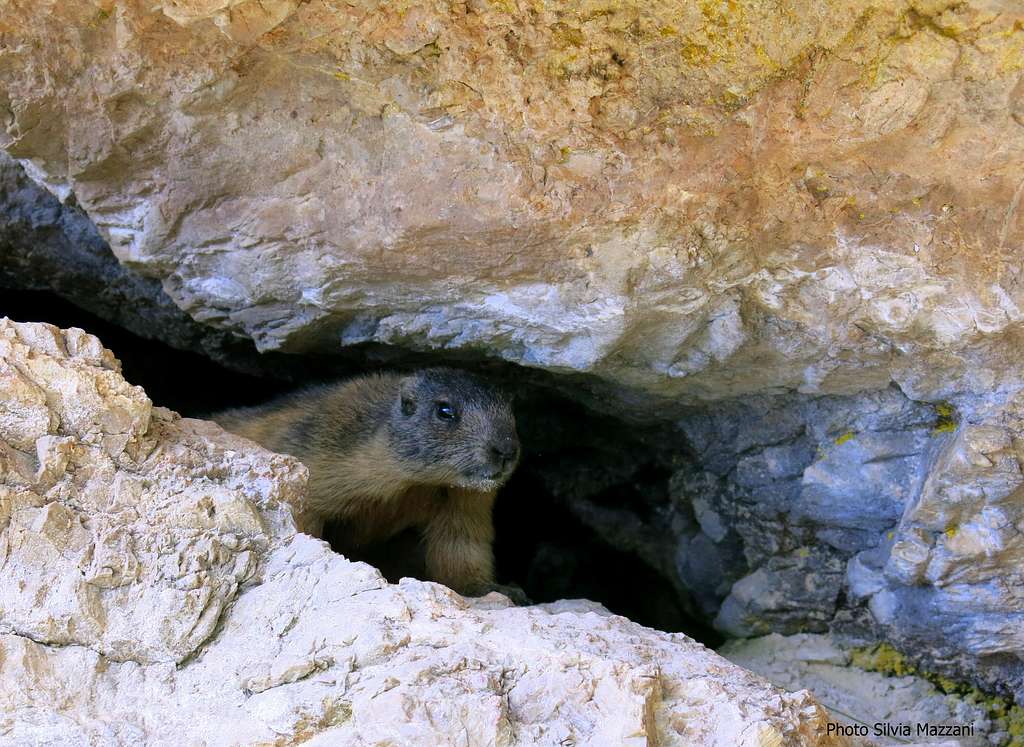A marmot coming out suspiciously  from a small cave along the descent